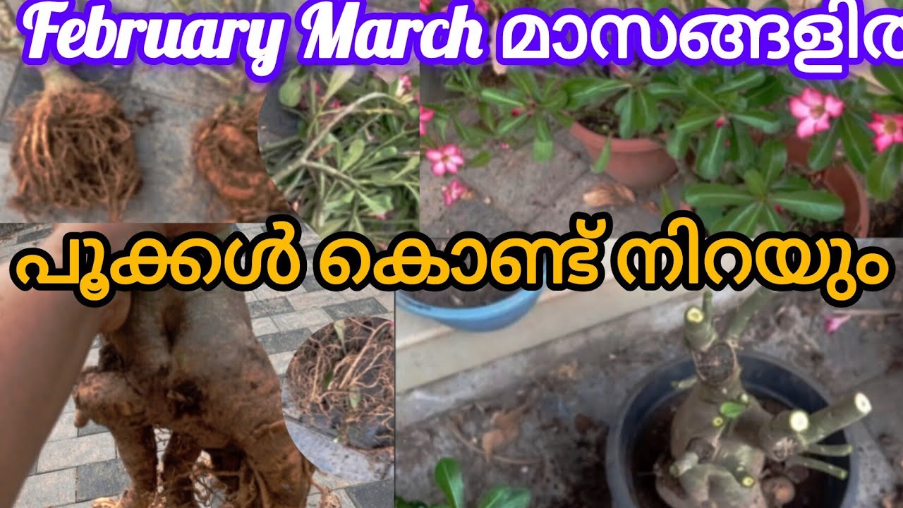 അഡീനിയത്തിന് നിറയെ പൂക്കൾ ഉണ്ടാകുവാനും/ബോൺസായി ലുക്ക് ലഭിക്കുന്നതിനും/Garden tips/✨,💯