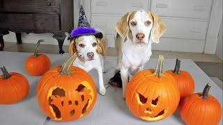 Halloween Pumpkin Carving w/Funny Dogs Maymo & Penny