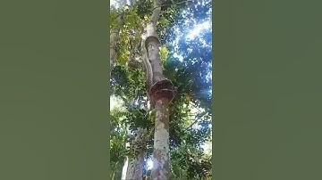 Big Python climbing on tree