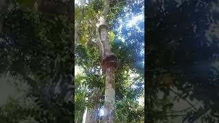 Big Python climbing on tree