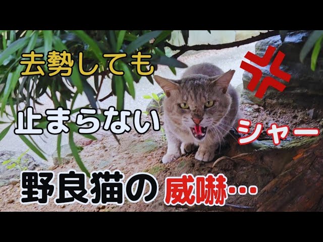 野良猫キング 野良猫毛づくろい 250618 - YouTube