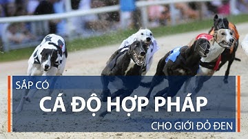 Sắp có cá độ hợp pháp cho giới đỏ đen | VTC1