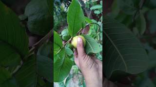 Guava Farming अमरद