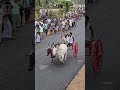 reklarace #mattuvandi_panthayam #jallikattu #manjuvirattu #nattumadu #horseracing #bullrace #race