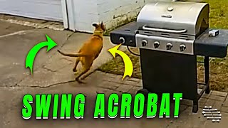 Dog Performs Acrobatic Feat against Swing’s Seat While Running Around