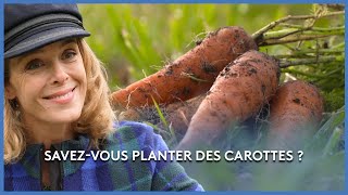 Comment planter des carottes ?- Les Potagers de Julie