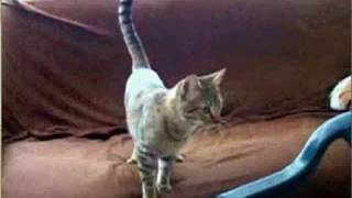 The Mean Kitty Paridy Xd