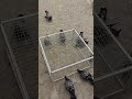Smart Chicken Trap… You Won’t Believe How It Works! 😳🔥#chickentrap #smartfarming #poultryfarm #desi