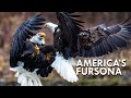 Bald Eagle: America’s Fursona
