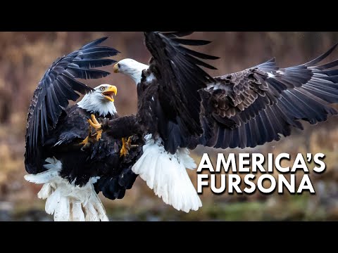 Video: Er omklædningsrummene åbne på american eagle?