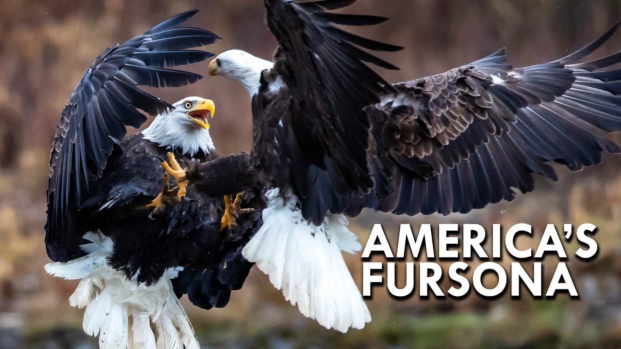 Bald Eagle: America's Fursona - YouTube