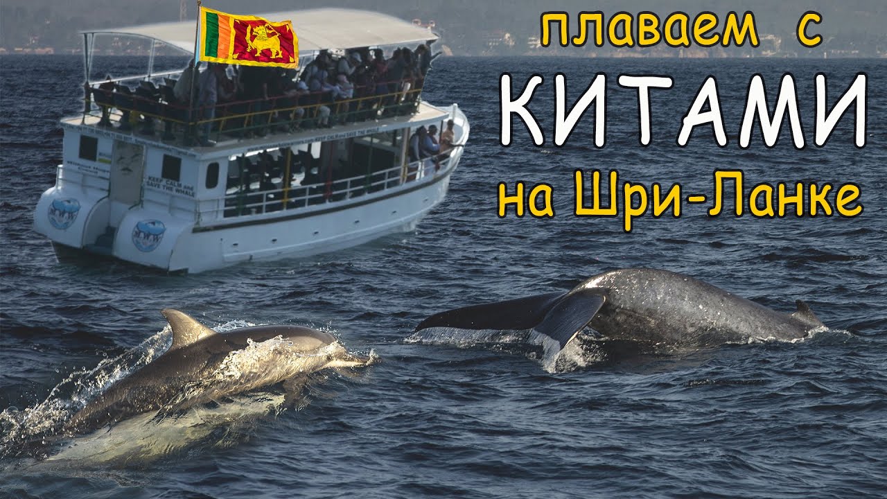 Шри ланка киты экскурсия Шри ланка киты экскурсия