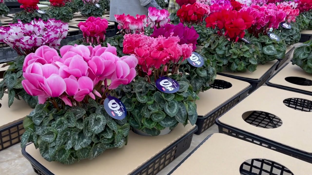 ガーデニングぷち情報】シクラメンの生産者さんに聞いた育て方の