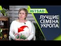 Топ сортов лучшего укропа ✔️