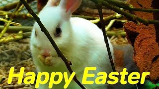 Easter Greetings, Animals wish Happy Easter