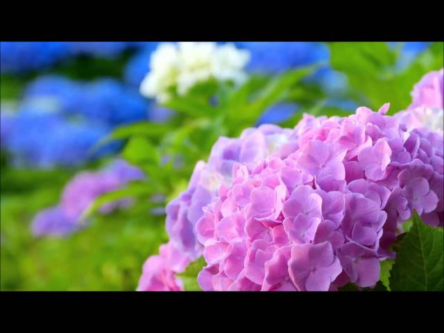 弦楽四重奏曲第2番3楽章「夜想曲」Alexander Borodin