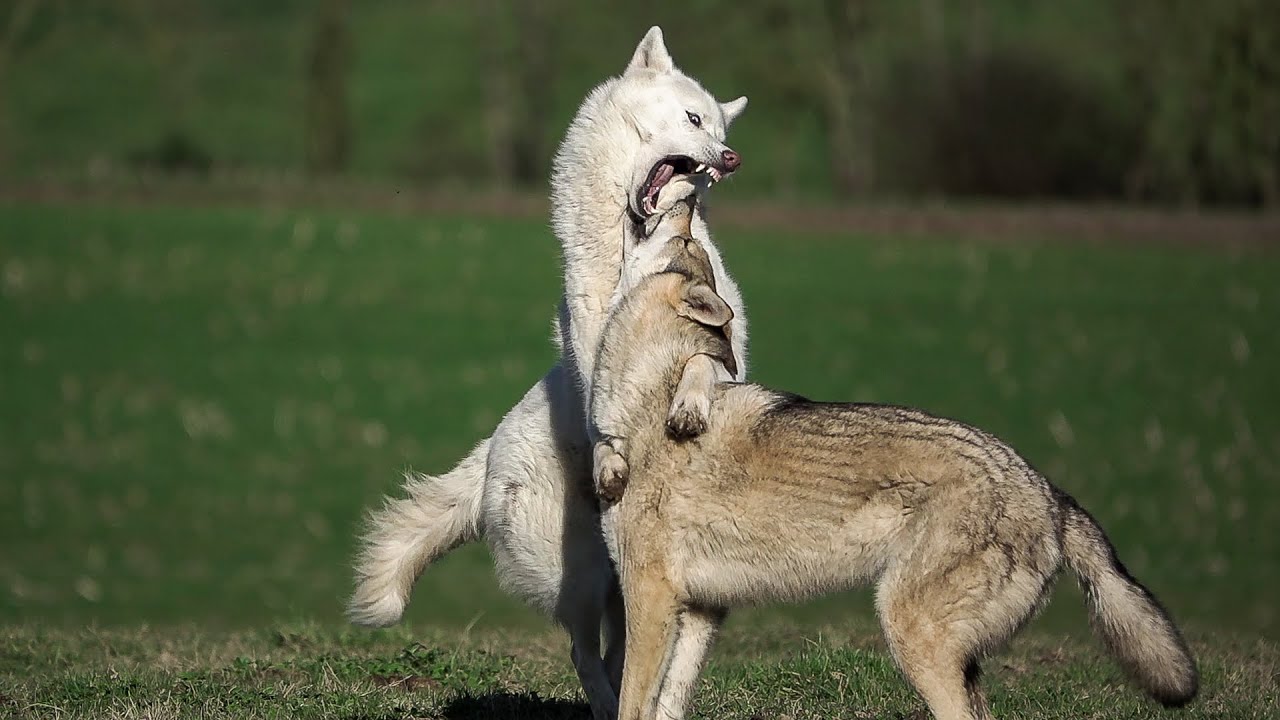 Tytwo Husky Siberien Et Liska Chien Loup Tcheque Se Battent Pour De Rire Youtube Tytwo Husky Siberien Et Liska Chien Loup Tcheque Se Battent Pour De Rire Youtube