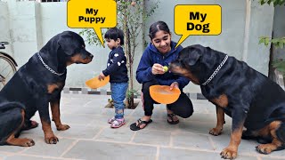 Cute baby feeding her dogs | rottweiler | try not to laugh |