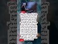 أقوال توماس شيلبي معلومات ستوريات حماسية حالات واتساب ستوريات إنستا توماس شيلبي ترند Shorts 