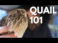 Tips on getting started with quail