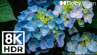 Beautiful flowers in majestic nature | Music for emotional healing, relaxing mornings, flower music