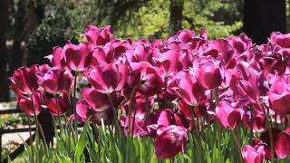 ♦  Purple Tulips  ♦