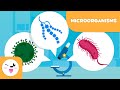 What are microorganisms bacteria viruses and fungi