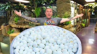 500 REPTILE EGGS LAID IN ONE DAY!! | BRIAN BARCZYK