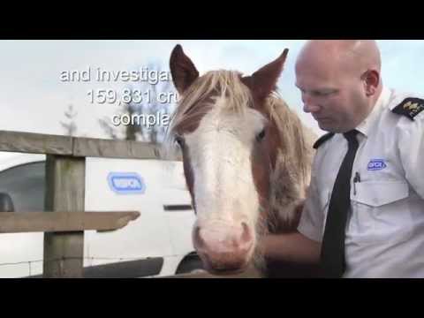 RSPCA- What we do