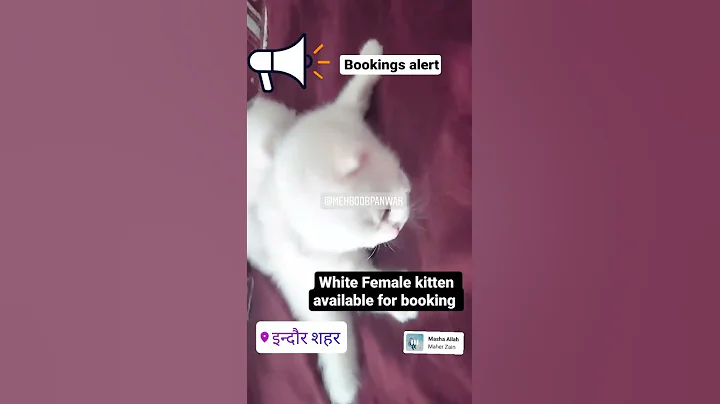Watch the video about White color female kitten available Ameeza Persian cat Indore 9826110066