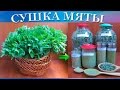 Заготовка мяты в сушилке Ezidri