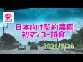 ｜台湾産アップルマンゴーギフト｜2021契約農園での初マンゴー試食