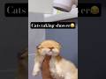 Cats bathing😂 #short