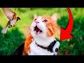 This cat tries to hunt and fails  cat pov