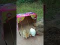 Really!! Underground bird trap #shorts