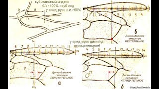 породы пчел на пасеке - часть 2 - чистопородные пчелы на пасеке, и пчела карника