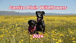 2024 Carrizo Plain Wildflowers