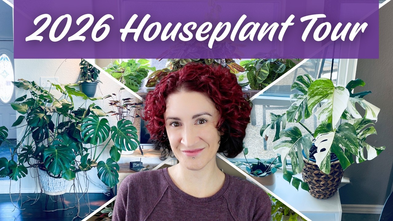 New FULL Houseplant Tour! | Let's Check In On Every Houseplant In My Collection!