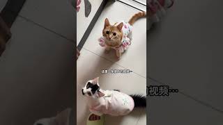 Little Cat You Are Too Noisy Kitten In My Lens The Daily Life Of The Cat Ca