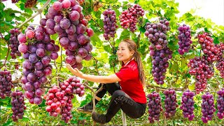 Harvesting Summer Black Grapes With Disabled Brother Disabled Goes to the market sell