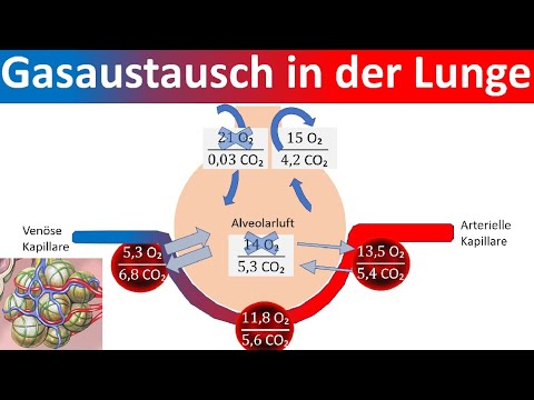 Video: Während der äußeren Atmung diffundiert Sauerstoff aus der Lunge in die?