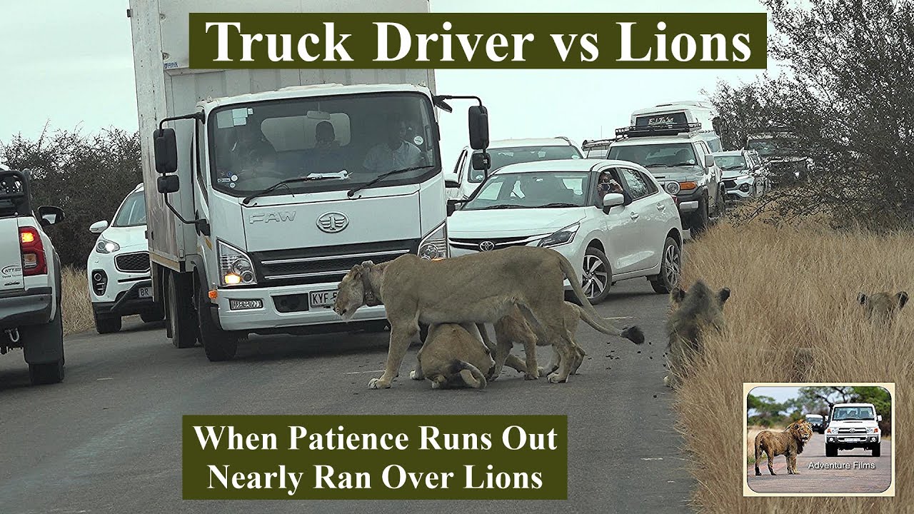 Reckless Truck Driver Scares Lions Off the Road in Kruger National Park
