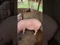 Pig farmer shorts viral