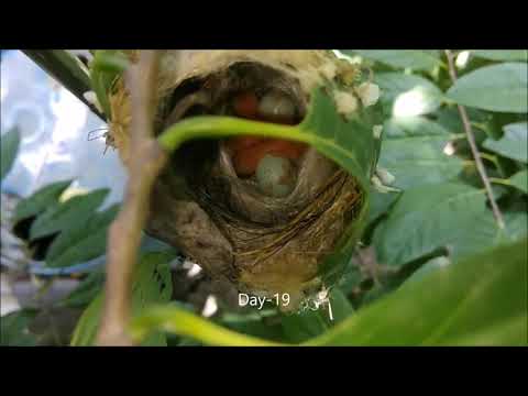 Славка птичка-портниха строит гнездо