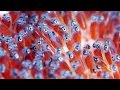 Clownfish eggs  the real finding nemo