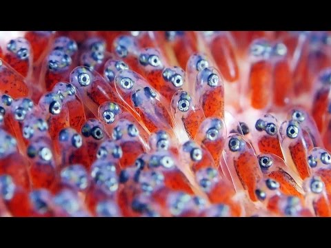 Clownfish Eggs - The Real Finding Nemo