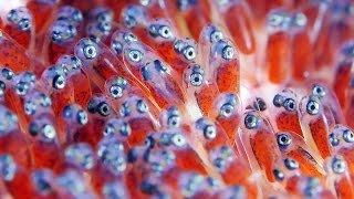 Clownfish Eggs - The Real Finding Nemo