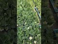 #StrawberrySeedlings #PlantStrawberries