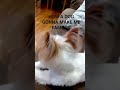 Make me famous doggy