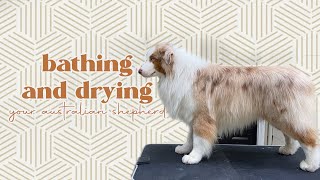 Bathing and drying your Australian Shepherd | Flambo the dog by Flambo The Dog 7,753 views 1 year ago 13 minutes, 29 seconds